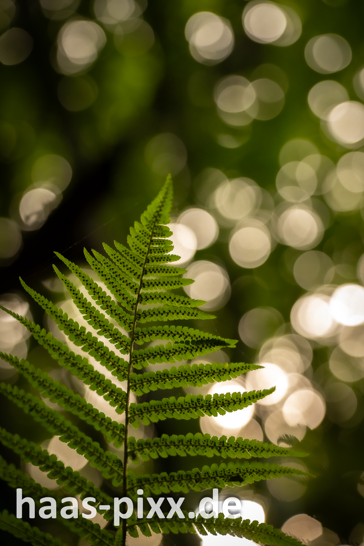 Farn im Gegenlicht