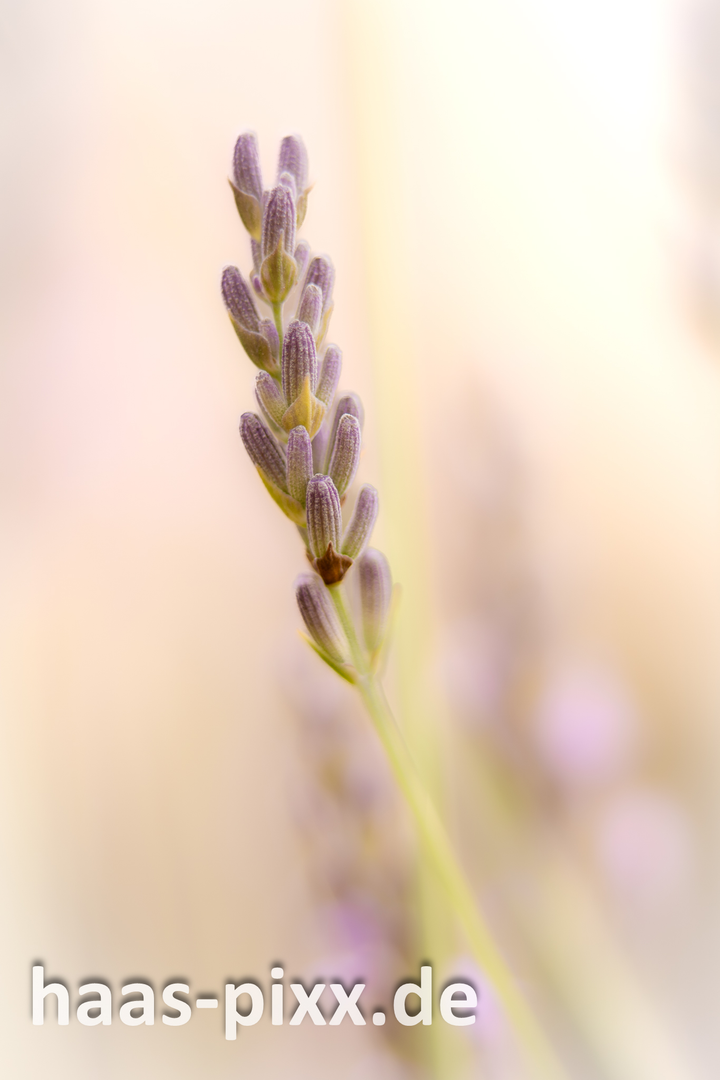Lavendel