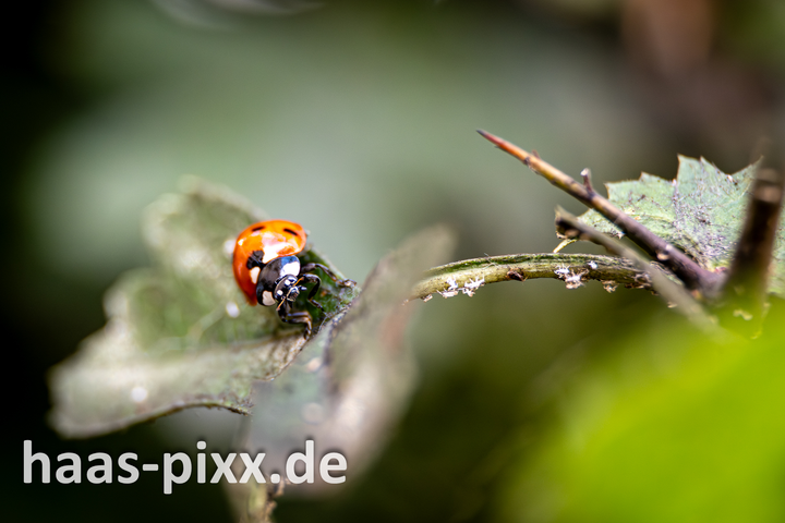 Marienkäfer