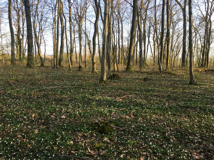 Unscheinbare Waldlichtung