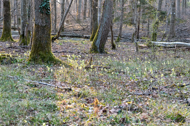 Unscheinbare Waldlichtung