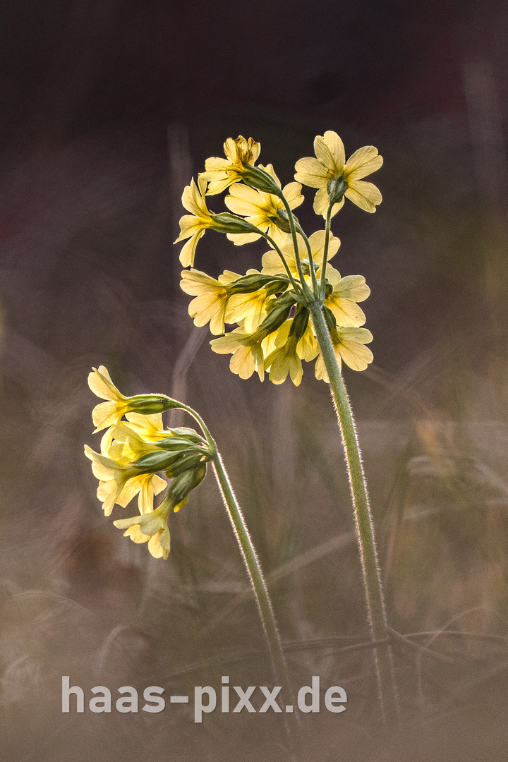 Gleiche Stelle: Makroaufnahme von Schlüsselblumen 