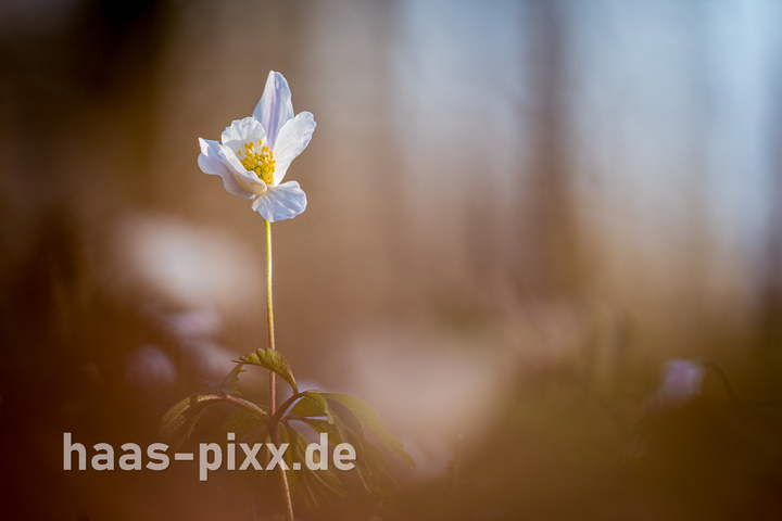 Gleiche Stelle: Makroaufnahme von Küchenschellen 